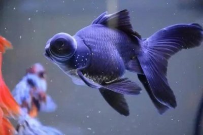 ​养金鱼过程中你不得不接触的鱼病之白点