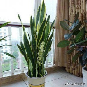 ​养花多年最爱虎皮兰，摆在室内空气好，美观又大方