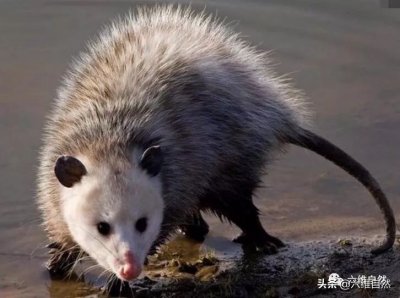 ​北美负鼠奇特“装死系统”，并不是随意装死，若被惊吓就自动启动