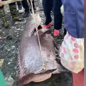 ​渔民捕到205斤野生石斑鱼引围观价值上万元，网友直呼卖便宜了