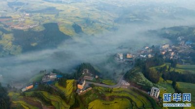 ​罗平油菜花开 漫山遍野翻金浪