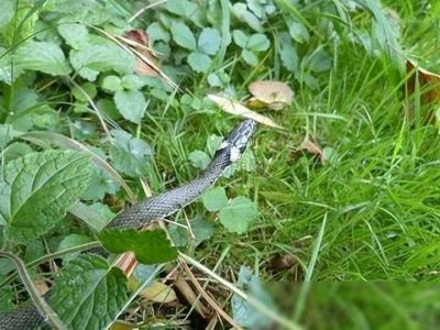 ​“中国第一蛇村”：300万条蛇与人同吃同住，一年人被咬无数次