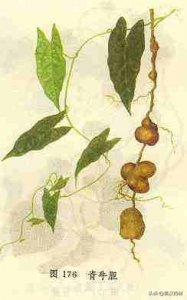 ​言本草：地苦胆