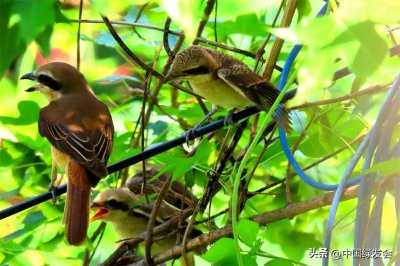 ​【动物图册】“屠夫鸟”伯劳