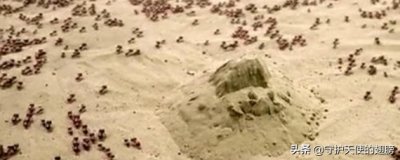 ​解密。：鬼吹灯之精绝古城中沙漠行军蚁