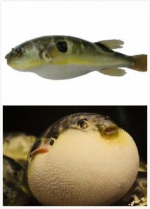 ​科普河鲀正确叫法与吃法 在日本曾屡禁不止！