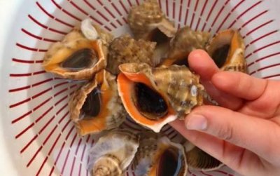 ​吃海螺时，千万要留意这几个部位，很多人都分不清，还傻傻吃得香
