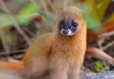 ​黄鼠狼是什么科 ，农村现在很少见了，为何没有人养殖？