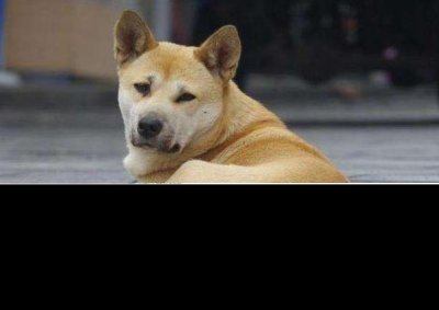 ​什么颜色的狗旺主人 狗旺主人的特征