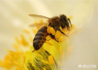 ​被马蜂蜇了怎么办多久能消肿(马蜂叮了怎么快速消肿)