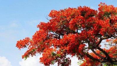 ​金凤花～花如火焰蝴蝶般常年于枝头盛开。热带地区观赏树木。