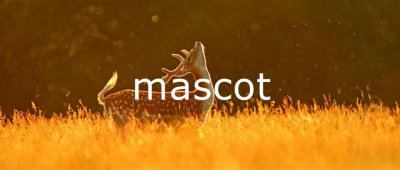 ​每日单词：mascot
