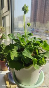 ​抓住春季养护天竺葵的好时节