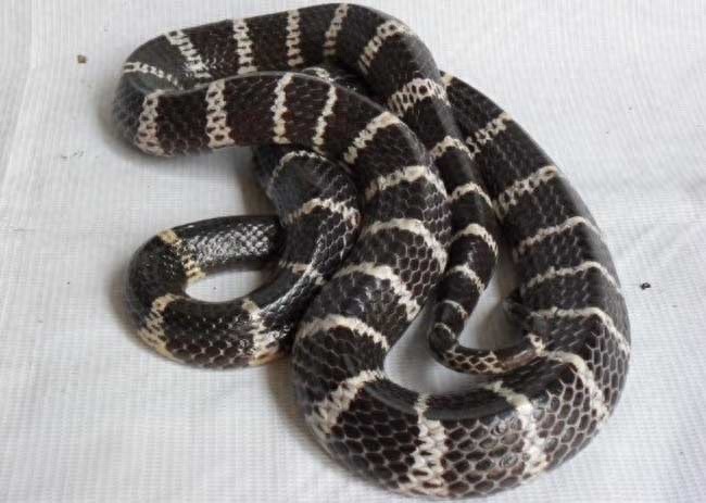 中国最毒蛇：银环蛇，夏天可得注意了