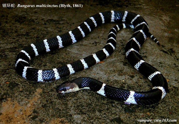 中国最毒蛇：银环蛇，夏天可得注意了