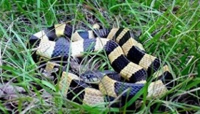 ​中国最毒蛇：银环蛇，夏天可得注意了