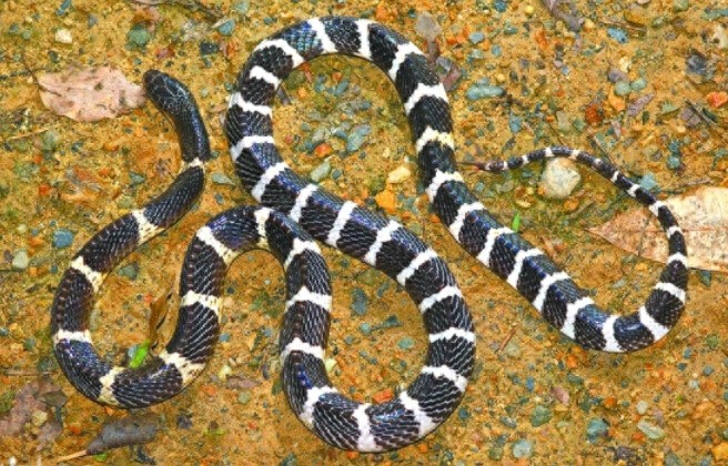 中国最毒蛇：银环蛇，夏天可得注意了