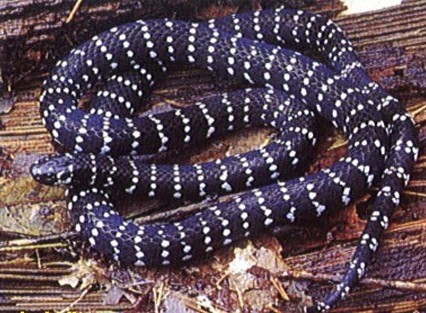 中国最毒蛇：银环蛇，夏天可得注意了