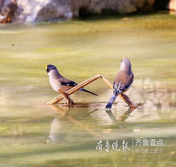 快来欣赏泉城公园里的蜡嘴雀