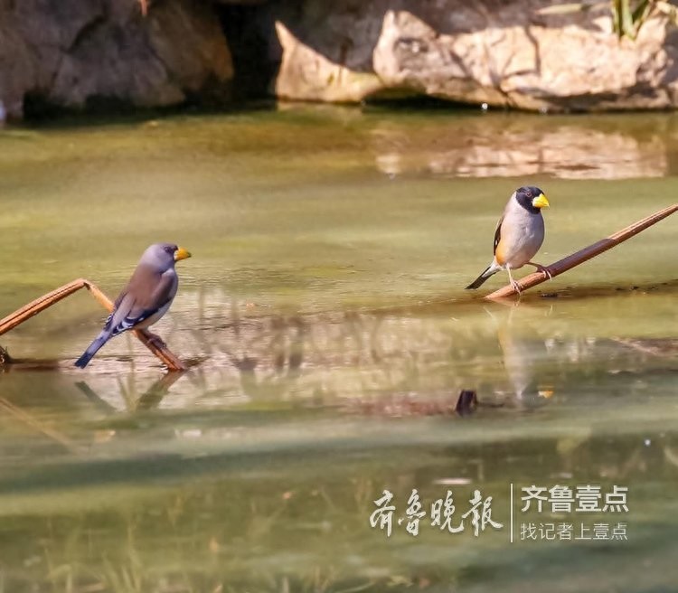 快来欣赏泉城公园里的蜡嘴雀