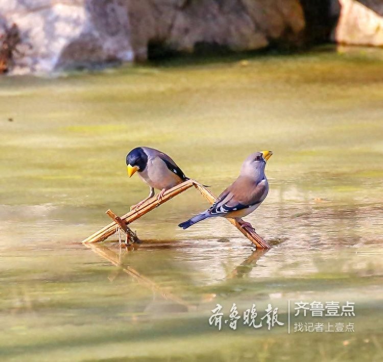 快来欣赏泉城公园里的蜡嘴雀