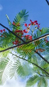 ​凤凰树又开花了