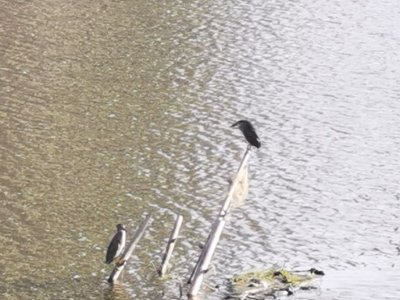 ​杂谈：“禽兽”及其享有的刑法保护待遇