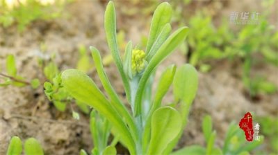 ​千城百县看中国｜寻闽味：鼠曲草