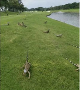 ​新加坡变身“真实版”侏罗纪公园，大批蜥蜴明目张胆晒太阳