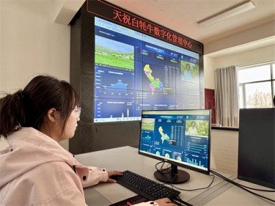 ​天祝白牦牛：高原上的“白色珍珠”