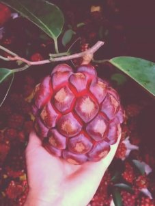 ​海贼王：暗暗果实的3大克星，一颗是大将级，最后一颗是罗杰果实